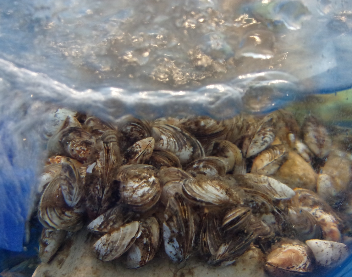 zebra mussels are pictured, which are the subject of biomilab research