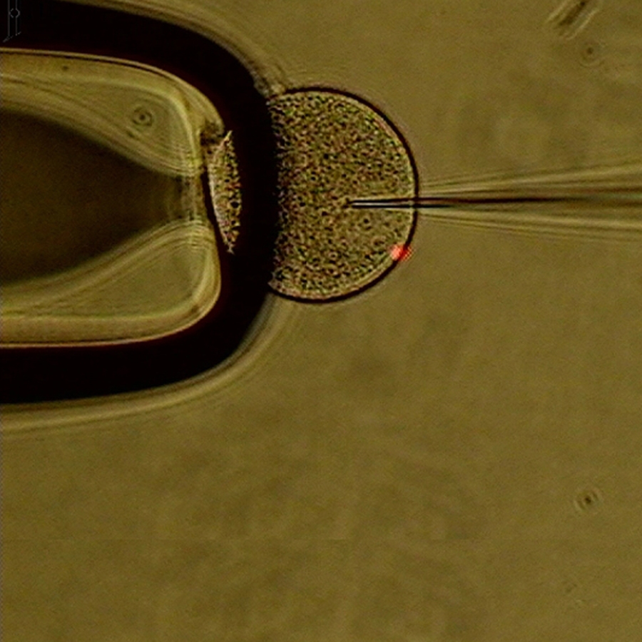 microinjection process of a mussel embryo